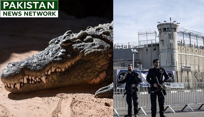 crocodiles